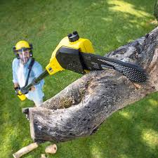 Best Hazardous Tree Removal  in Polson, MT