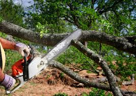 Best Tree and Shrub Care  in Polson, MT