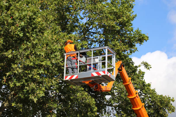 Best Arborist Consultation Services  in Polson, MT