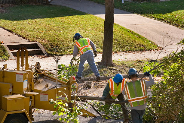 Why Choose Our Tree Removal Services in Polson, MT?