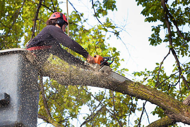 Best Tree Removal Service  in Polson, MT